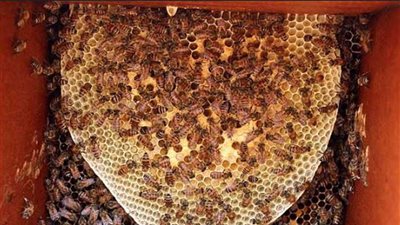 لسعة نحلة تقتل عجوزا أثناء مشاركته في جنازة ابنه