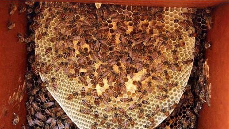 لسعة نحلة تقتل عجوزا