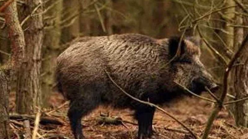 ألمانيا تشيد سياجًا