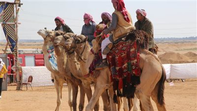 انطلاق مهرجان الشرقية العاشر للهجن العربية