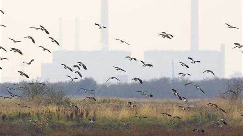 معهد لعلوم الطيور..