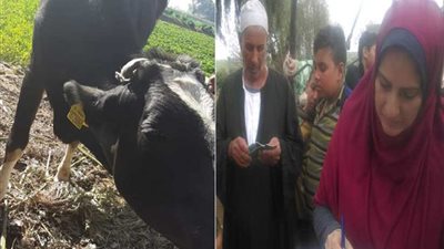 تحصين 323 ألف رأس ماشية خلال الحملة القومية ضد الحمى القلاعية بالبحيرة