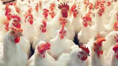 الزراعة تنفي تفشي فيروس 