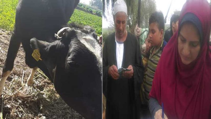 تحصين 323 ألف رأس