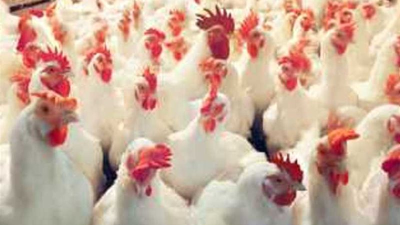 الزراعة تنفي تفشي