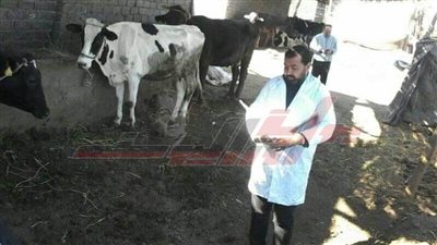 بنسبة 100٪.. المنوفية تنتهي من تحصين الأغنام ضد الجلد العقدي