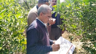 لجان مكثفة للمرور على مصايد ذبابة الفاكهة والخوخ بالبحيرة