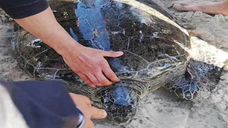 محافظ شمال سيناء