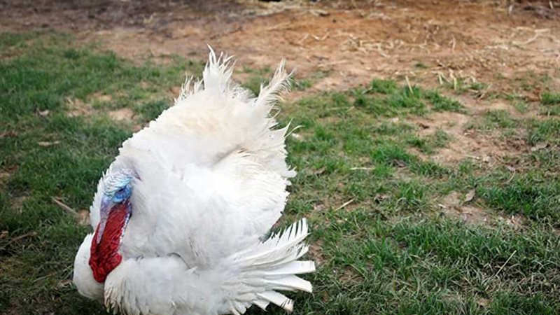 منها الوقاية من مرض