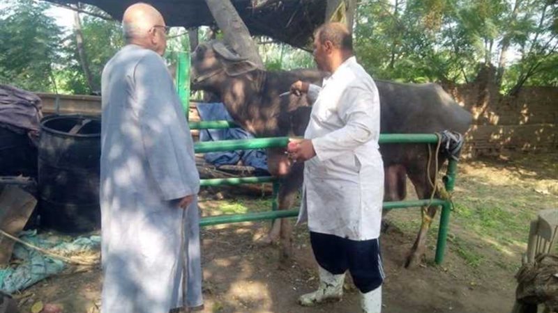 علاج 106 آلاف رأس