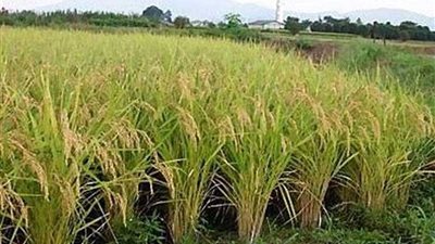 الحكومة تكذب شائعة حظر زراعة الأرز بشكل نهائي