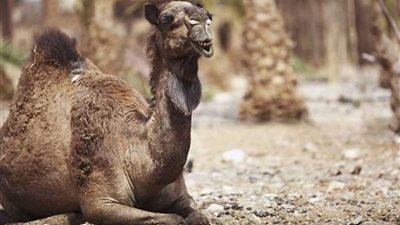 بسبب الحرائق.. أستراليا تعتزم قتل آلاف الإبل‎