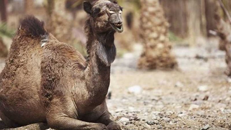 بسبب الحرائق.. أستراليا