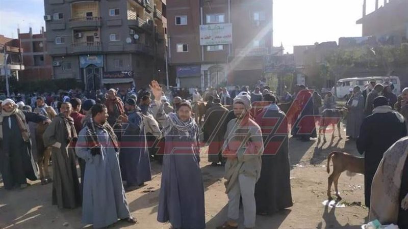 زجام بسوق أشمون للماشية