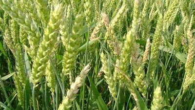 زراعة 3 آلاف فدان بنجر و ألف فدان قمح بمشروع غرب المنيا