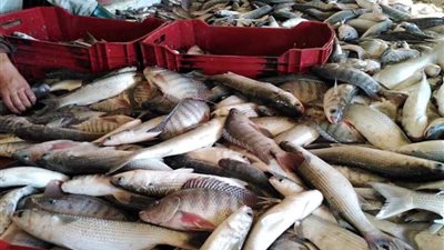 افتتاح موسم الصيد 2020 بمحطة بحوث السرو بالدقهلية