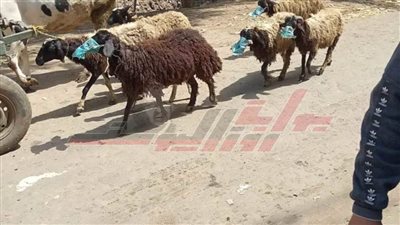 صيد الكاميرا.. منوفى يحصن الخراف بالكمامات خوفًا من كورونا