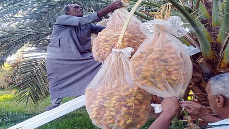 الزراعة: عشر توصيات