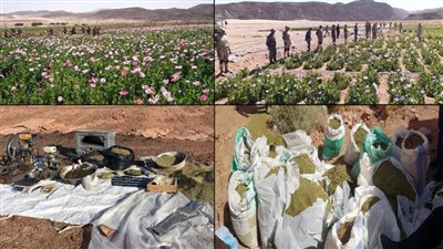 القوات المسلحة بالاشتراك مع الشرطة تشنان حملة مكبرة على الزراعات المخدرة في سيناء 