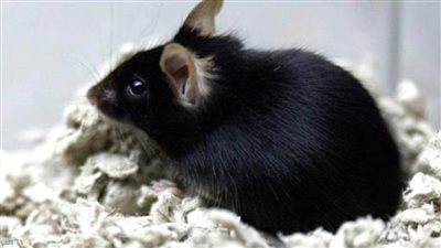 أمر بإعدام فئران التجارب في الولايات المتحدة الأمريكية