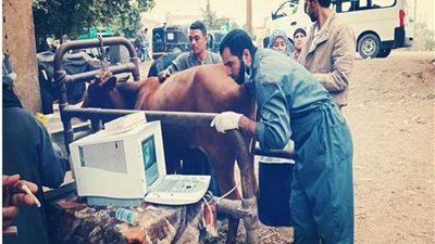 قافلة بيطرية مجانية بالفيوم