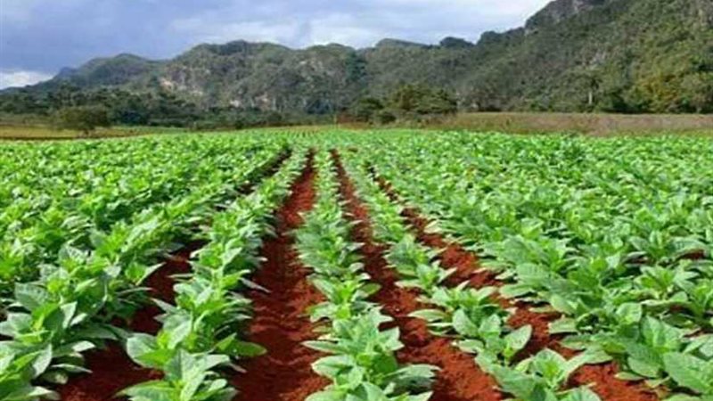 وفد الزراعة يتابع