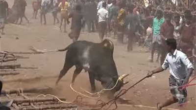 مصرع شخص وإصابة 29 آخرين في مهرجان لترويض الثيران