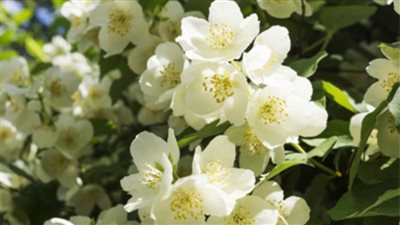 انتشار  رائحة فل وياسمين بالإسكندرية