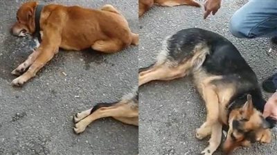   بالفيديو.. لبنان يواجه 