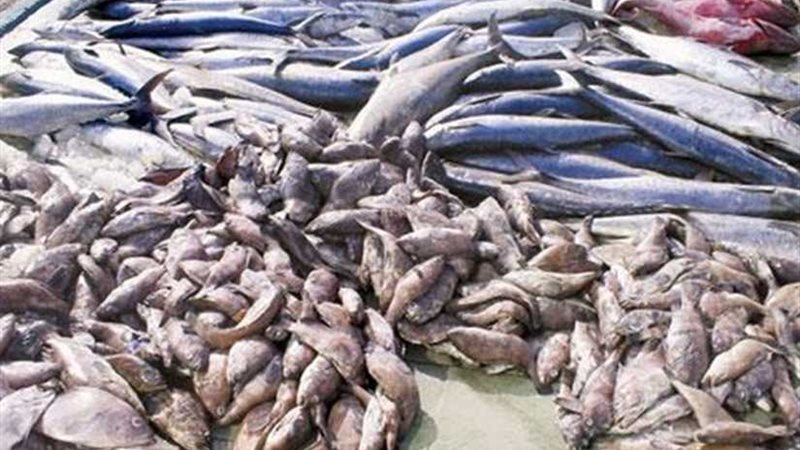 ضبط 43 طن أسماك ماكريل