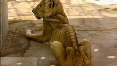 مأساة الأسود الجائعة (فيديو وصور)