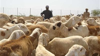السعودية ترفع حظر استيراد الماشية السودانية