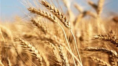 (الذهب الأصفر).. المساحات تتجاوز الـ3 ملايين فدان