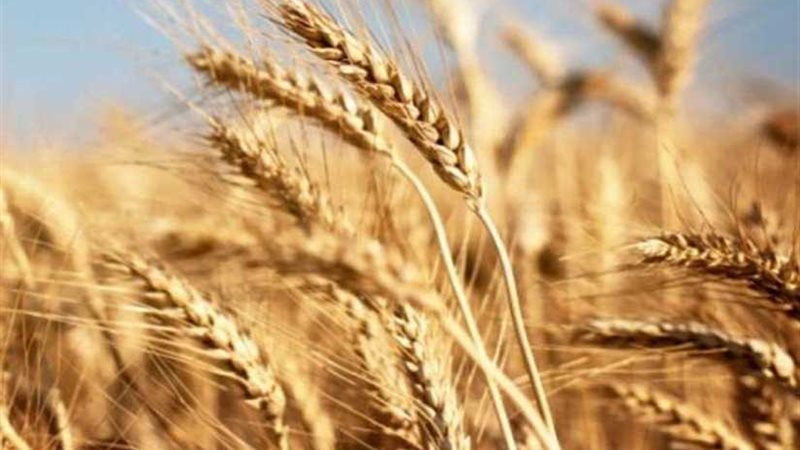 (الذهب الأصفر)..