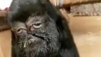 ولادة ماعز متحولة بـ