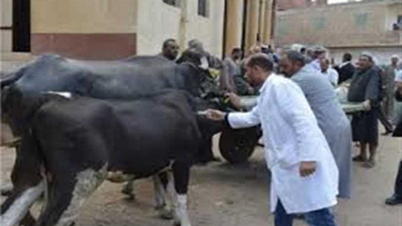 نفوق 13 رأس ماشية