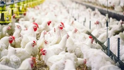 الزراعة تنفي إصابة الطيور بسلالة جديدة من الإنفلونزا