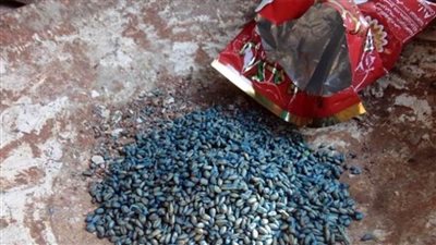 تسمم 4 فتيات بسبب الحبوب السامة بالبحيرة