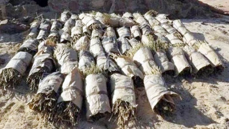 إبادة 183 فدان بانجو