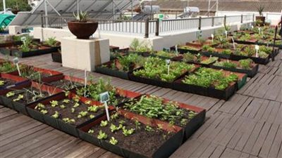 تدريب الشباب الإفريقي على زراعة الأسطح