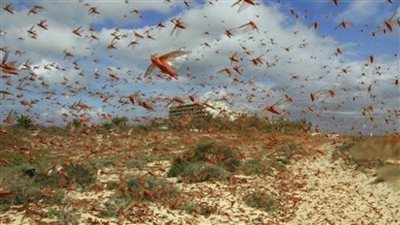 تعرف على تكلفة مكافحة الجراد في شرق إفريقيا