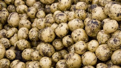 وزير الزراعة يفتتح وحدة الرصد والمتابعة لمشروع مكافحة العفن البني بالبطاطس