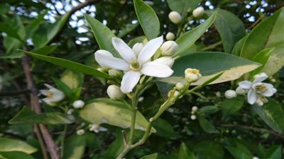 أستاذ بمعهد بحوث البساتين يكشف أسباب انتشار رائحة الياسمين  