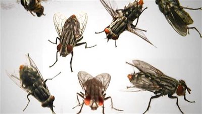 طلب إحاطة يطالب الحكومة بتكثيف أعمال مكافحة الذباب