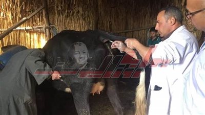 تحصين 30 ألف رأس ماشية بـ”المنوفية“