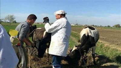 ضبط 11 رأس ماشية مريضة بمزرعة لإنتاج الألبان