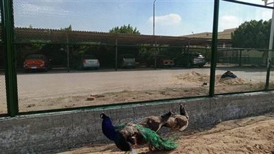 حديقة حيوان بـ