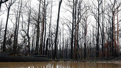 أمطار غزيرة في شرق أستراليا تطفىء على إخماد حرائق الغابات