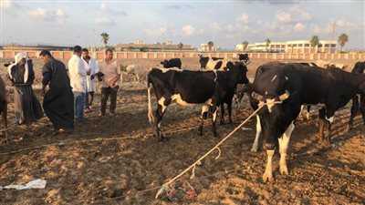 تحصين ١٠٩٥١ رأس ماشية بالدقهلية