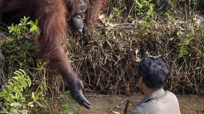   إنسان الغاب يساعد رجلاً في الخروج من النهر